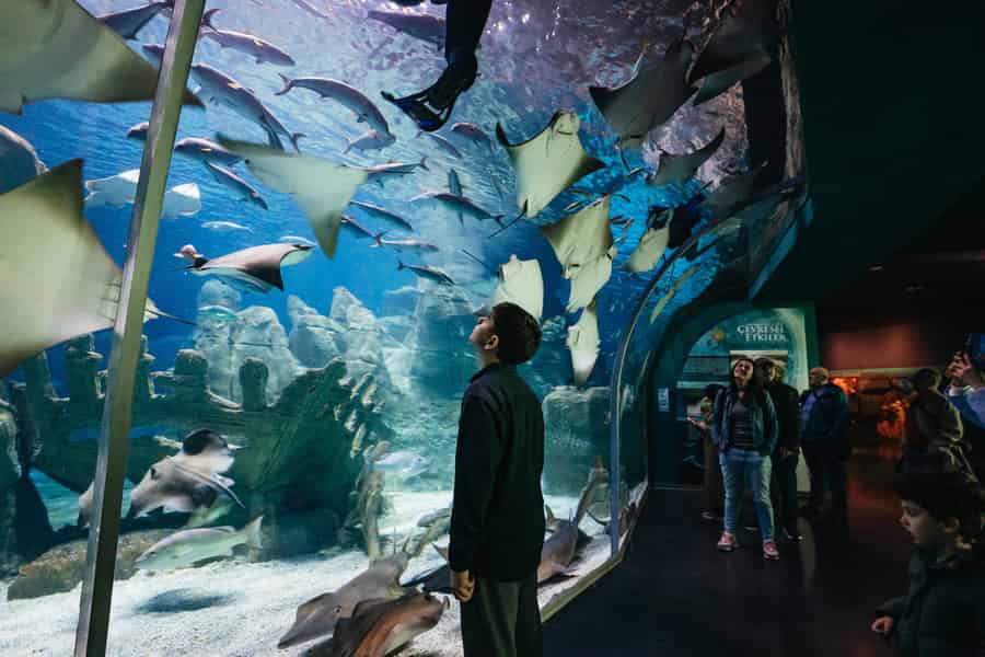 Istanbul: Eintrittskarte fürs Aquarium. Foto: GetYourGuide