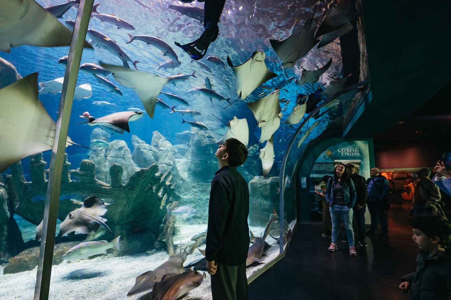 Istanbul: Aquarium Entry Ticket - Silver Package