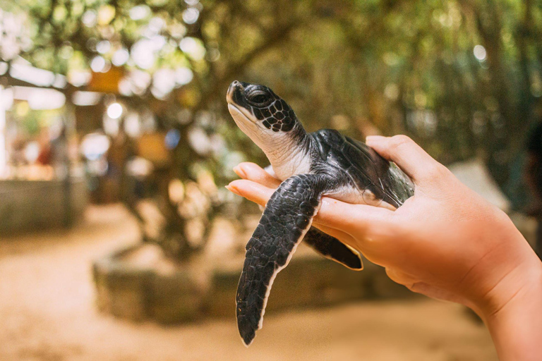 Coastal Escape: Colombo to Galle City Day Tour