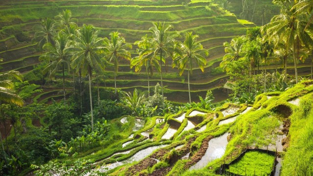 Visit Ubud Monkey Forest, Rice Terrace, Temple and Jungle Swing in Uluwatu, Bali, Indonesia