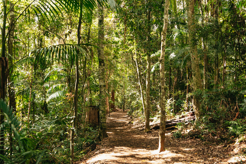 Vanuit Brisbane: dagexcursie regenwouden en glimwormengrot