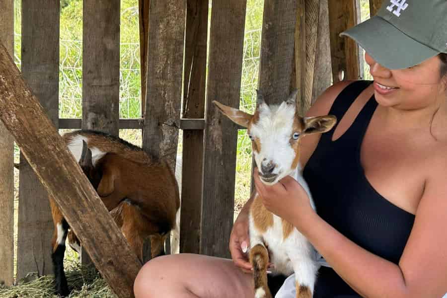 Big Island: Babyziegen füttern und knuddeln. Foto: GetYourGuide