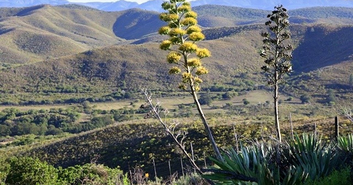 Hankey: Pabala Nature Reserve Guided Hiking Tour | GetYourGuide