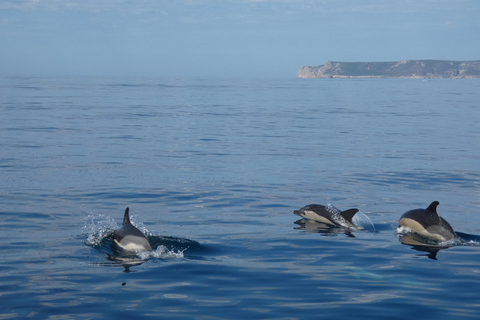 Delfinbeobachtung im Arrábida Naturpark