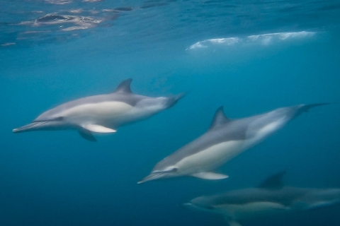 Lizbona: 3-godzinna wycieczka łodzią z obserwacją delfinów