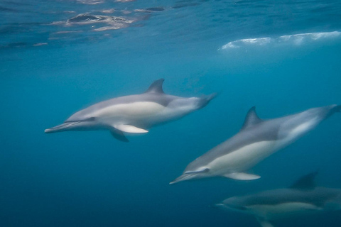 Lisbon: 3-Hour Dolphin Watching Boat Tour