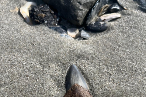 Folly Beach: Morris Island båttur med fossiljakt