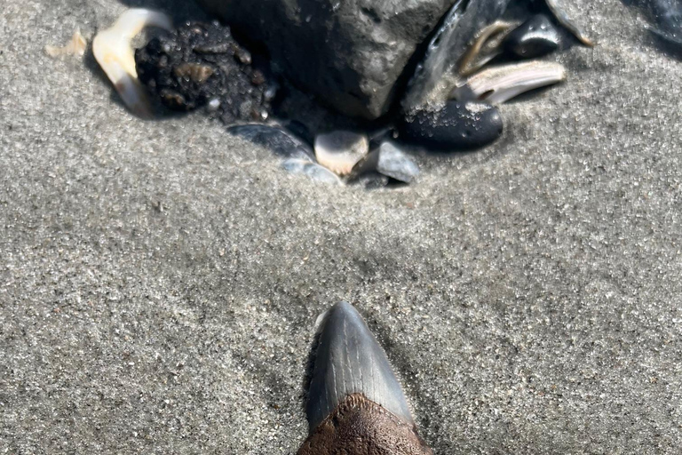 Folly Beach: Morris Island Bootstour mit Fossilienjagd