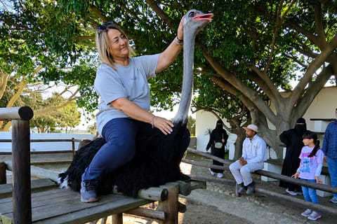 Cape Town Ostrich Encounter & Diamond Factory Experience
