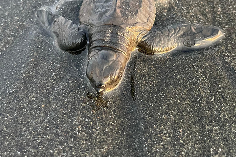 Isla Cañas: Newborn Turtle Release Tour with Breakfast