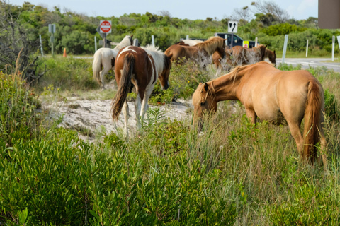 Okavango Horseback Ride + Meals and Beverages