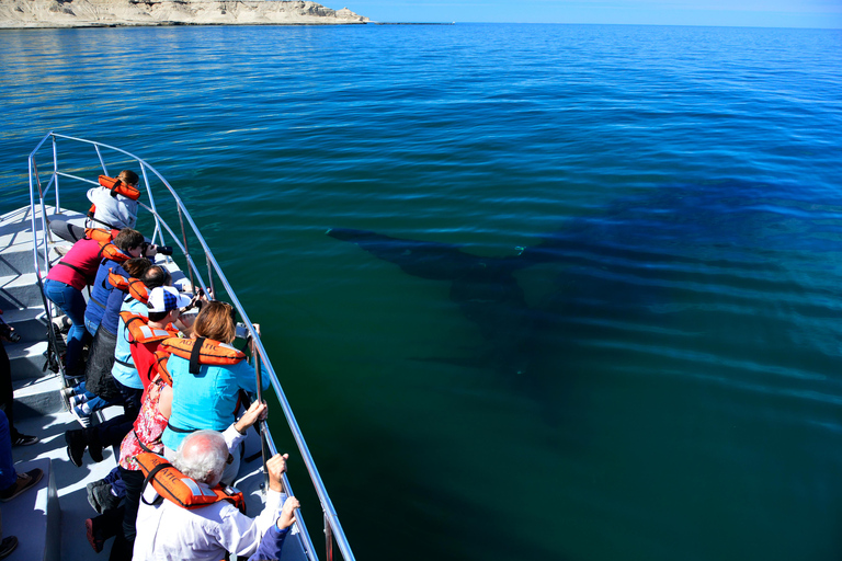Península Valdés: Whale Watching Boat Tour with Guide
