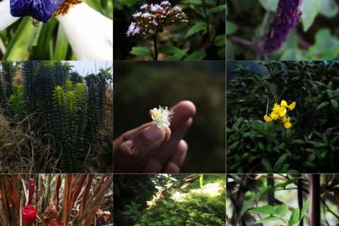 Kandy: Hidden Jungle Infinity Pool & Waterfall Expedition