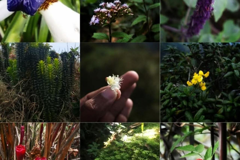 Kandy: Hidden Jungle Infinity Pool & Waterfall Expedition