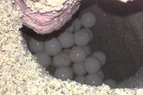 Obserwuj gniazdowanie żółwi morskich – nocna wycieczka na wyspie SalOglądaj gniazdowanie żółwi morskich – nocna wycieczka na wyspę Sal