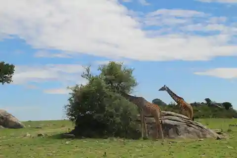 Arusha: Safari de 4 dias em Tarangire, Serengeti e Ngorongoro
