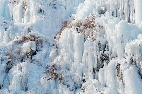 Da Seoul : Valle di Eobi, Isola di Nami, Mondo degli AlpacaPartenza dalla stazione universitaria di Hongik Uscita 4