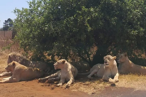 Johannesburg: Rhino and Lion Nature Reserve Half-Day Tour Private Tour Rate