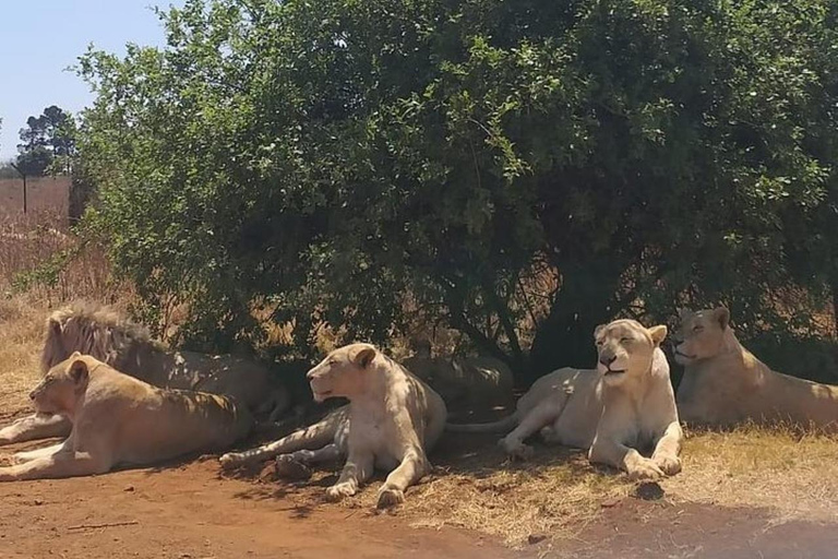 Johannesburg: Rhino and Lion Nature Reserve Half-Day Tour Private Tour Rate