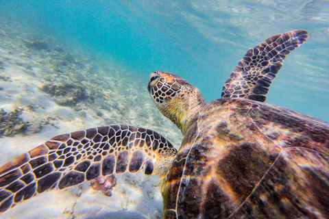 Tour di un giorno dell&#039;isola di Dunk | Ritorno di un giorno a Cairns