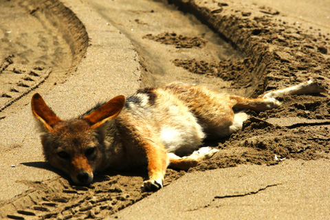 Pelican Point: Bird- & Seal-Watching Tour