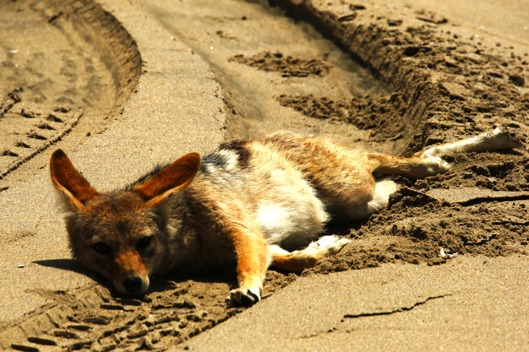 Pelican Point: Bird- & Seal-Watching Tour