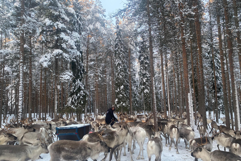 Rovaniemi: excursão pela vila do Papai Noel, visita de cães de puxar trenós e renas