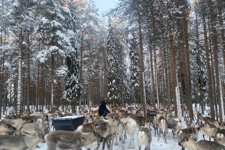 Rovaniemi: Excursión al pueblo de Papá Noel Visita a los huskies y renos