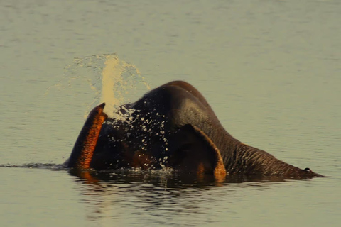 Minneriya Safari from Sigiriya Eco Jeep Adventure