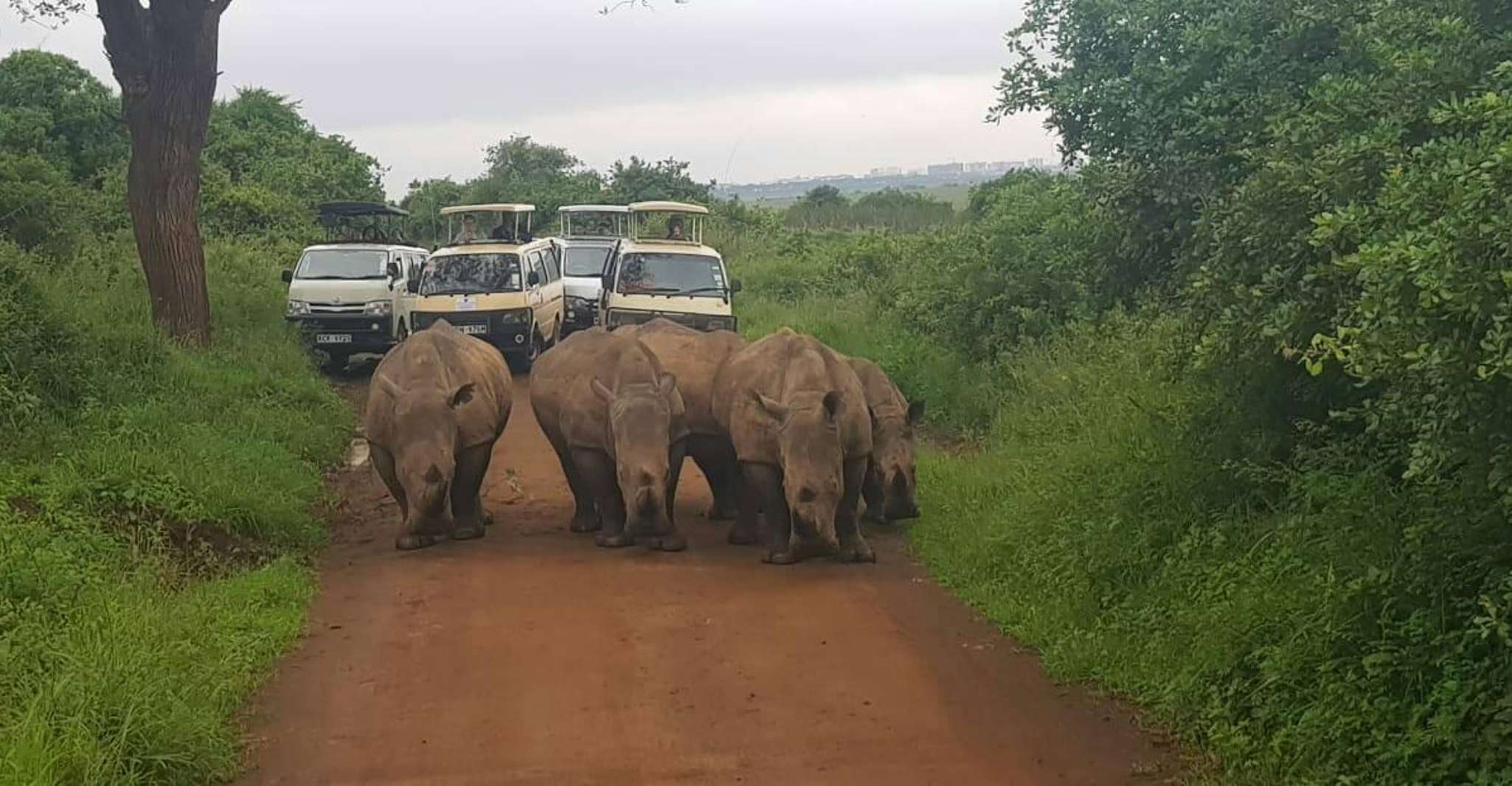 10-day Best Of Kenya Rhino Safari on a 4x4 Land Cruiser Jeep - Housity