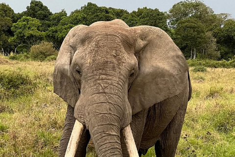 Da Nairobi: escursione al Parco Nazionale del Lago NakuruEscursione al Parco Nazionale del Lago Nakuru senza biglietto d&#039;ingresso