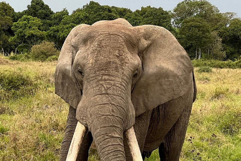 Da Nairobi: escursione al Parco Nazionale del Lago NakuruEscursione al Parco Nazionale del Lago Nakuru senza biglietto d&#039;ingresso