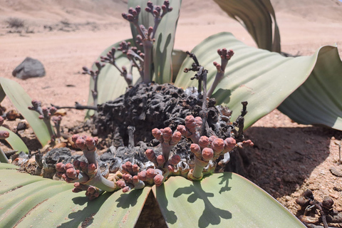 سواكوبموند: جولة في وادي القمر وصحراء ناميب في ويلويتشيا