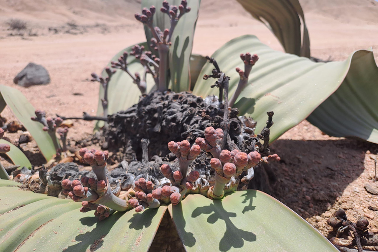 سواكوبموند: جولة في وادي القمر وصحراء ناميب في ويلويتشيا