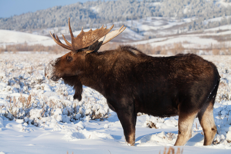 From Jackson Hole: Half-Day Grand Teton Winter Wildlife Tour