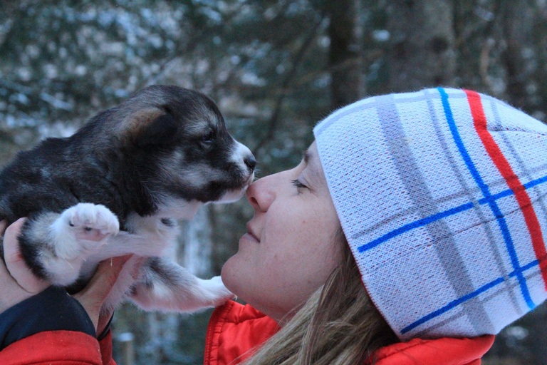 Mont-Tremblant: Dogsledding Valley Adventure