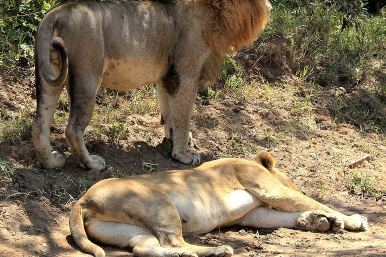 Nairobi:3 Days trip to Ruma National park