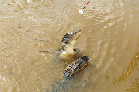 New Orleans: Swamp &amp; Bayou Boat Tour with Transportation