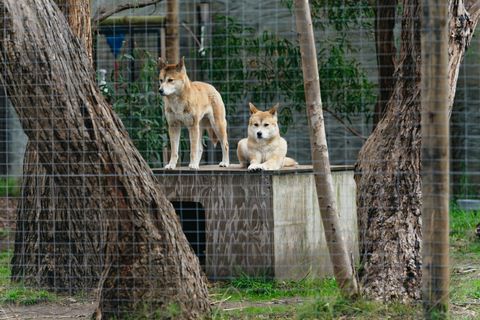 Von Melbourne aus: Phillip Island Eco Wildlife TourAb Melbourne: Öko-Wildlife-Tour auf Phillip Island