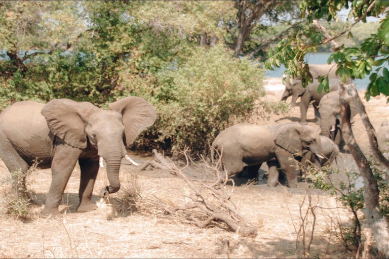 Zambezi-Wildwasser-Rafting &amp; White Rhino Walking Safari Combo