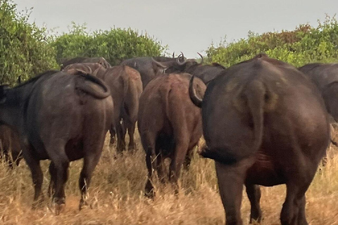 Mombasa: Tsavo East Early-Access Safari & Game Drives