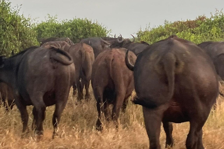 Mombasa: Tsavo East Early-Access Safari & Game Drives