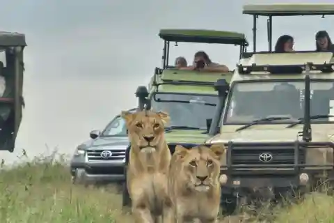 Nairobi National Park Half-Day Guided Game Drive With Pickup