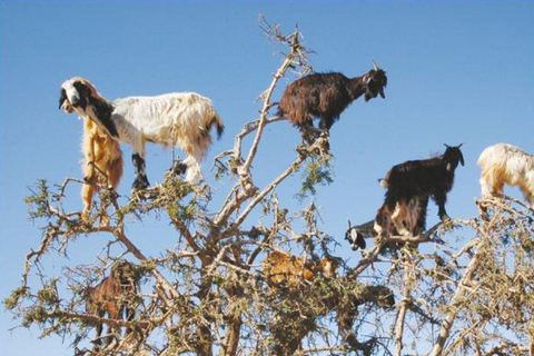 Agadir: Goats on Trees & Crocoparc Tour