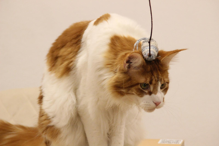 Malaga centro historico: Paws For A Moment Cat Cafe