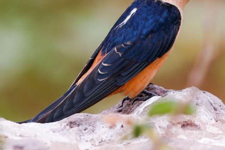 Demi-journée au parc national de Nairobi avec prise en charge gratuite