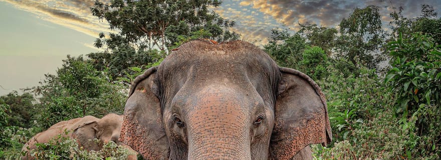 Kulen Elephant Forest Siem Reap en petit groupe