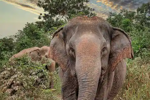 Kulen Elephant Forest Siem Reap in Small Group