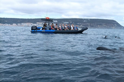 Sesimbra: Tour in barca per l&#039;osservazione dei delfini di Arrábida con biologoSesimbra: Tour in barca con biologo per l&#039;osservazione dei delfini di Arrábida