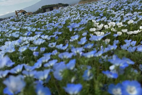 From Shimizu: Mount Fuji Private Tour with Guide & Pickup - Image 2